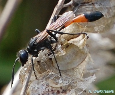 Ammophila sabulosa